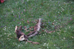 DSC00060_1593984247kl.JPG