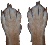 Hände